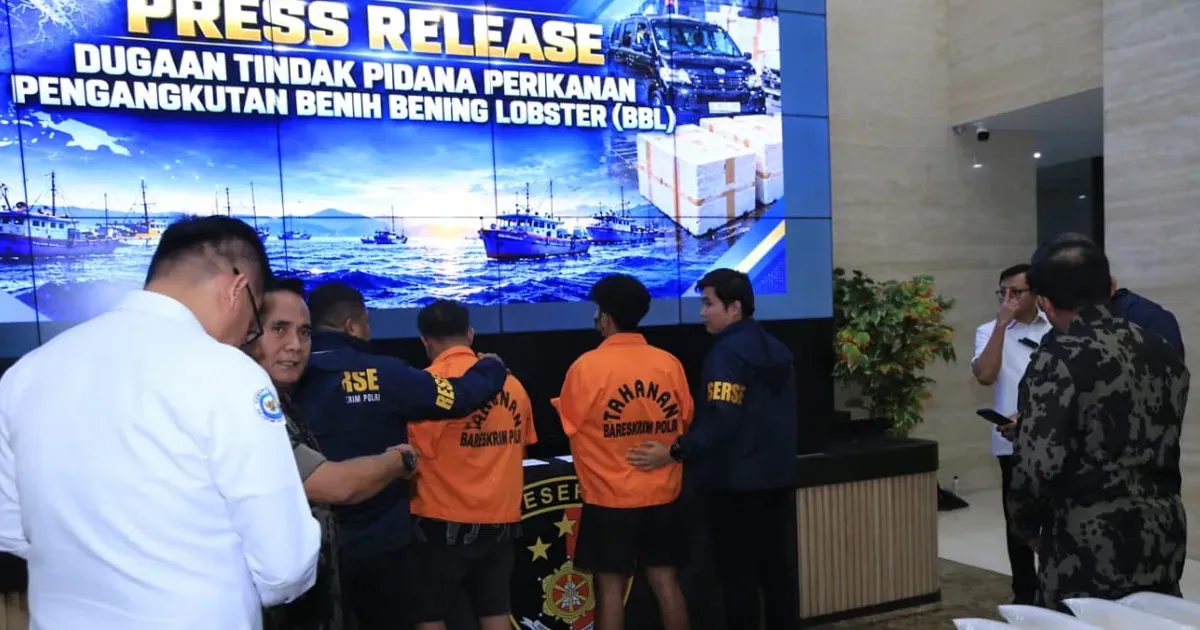 Bareskrim Polri Bongkar Penyelundupan 73 Ribu Benih Lobster Senilai Rp5,8 Miliar, Dua Orang Ditangkap